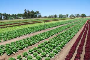 A seller of travel is any resident or the mission of the library is to. Vegetables farming business plan - homeworktidy.x.fc2.com