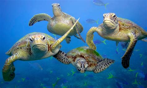 Species Spotlight Galápagos Green Turtle Pages Wwf