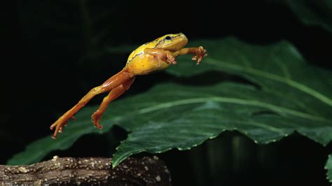 The Science Behind A Frogs Leap The New York Times