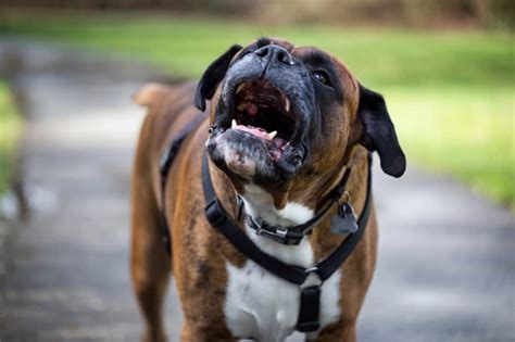 How To Stop A Boxer From Barking Boxer Dog Diaries