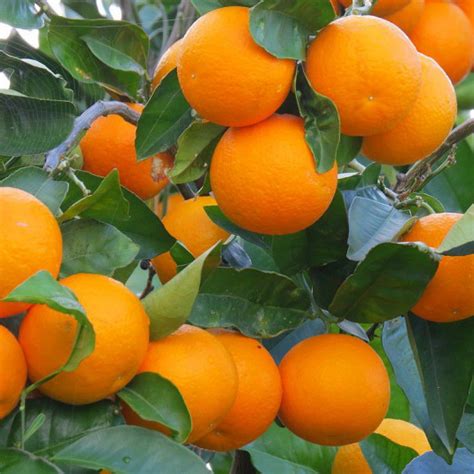 Oranger Greffé Vente Citrus Sinensis Orange Douce
