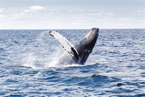 Humpback Whale Megaptera Novaeangliae Image Free Stock Photo