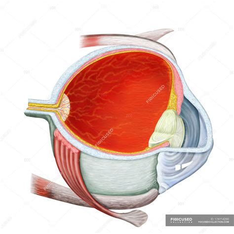 Cross Section Of Human Eye On White Background — Ora Serrata Anterior