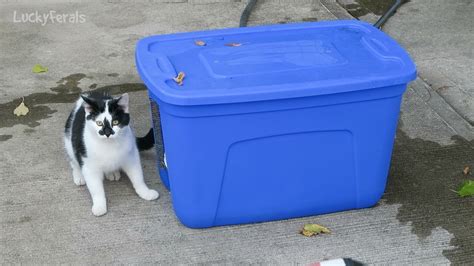 How To Feed Feral Cats While On Vacation Cawrca
