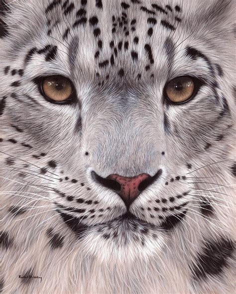 Snow Leopard Face Painting By Rachel Stribbling
