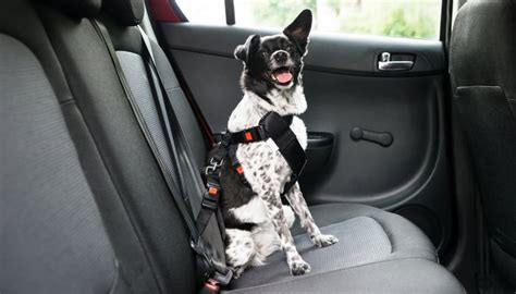 15 Clever Tips For Traveling With Dogs In Cars