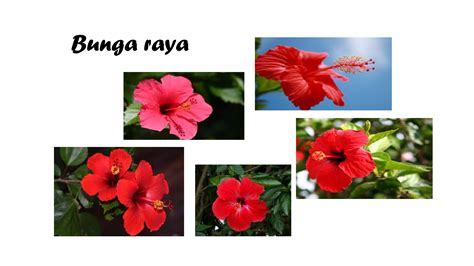 Gambar Pokok Bunga Raya Bunga Raya Bunga Kebangsaan Malaysia Blog