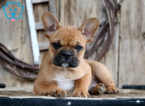 We did not find results for: Bubba | French Bulldog Mix Puppy For Sale | Keystone Puppies