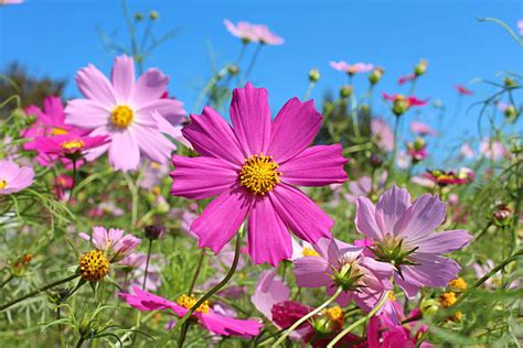 See more ideas about flowers, royalty free, plants. Royalty Free Cosmos Flower Pictures, Images and Stock ...