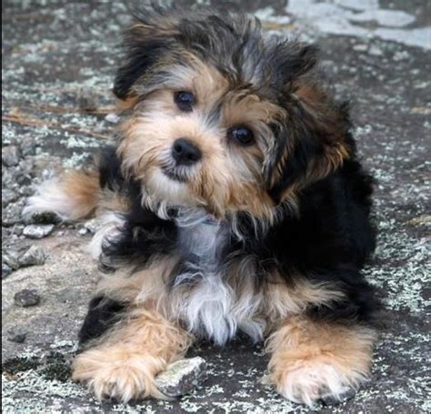 Yorkie And Shih Tzu Mix Is A Shorkie So Cute Best