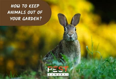 How To Keep Animals Out Of Your Garden Without Fence The Effective