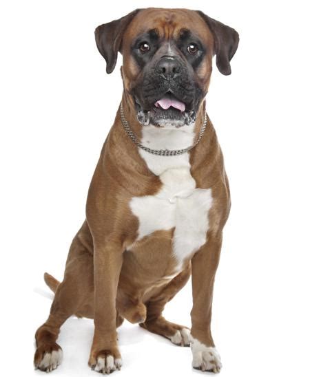 9 Things You Need To Know Before Getting A Pitbull Boxer