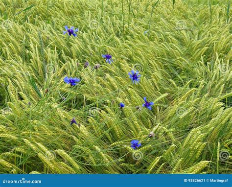 Blue Cornflowers In Green Grain Field By Gentle Summer Breeze Stock