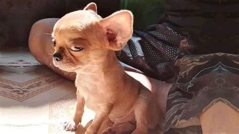 10 Funny Angry Dog Faces That Are So Hilarious