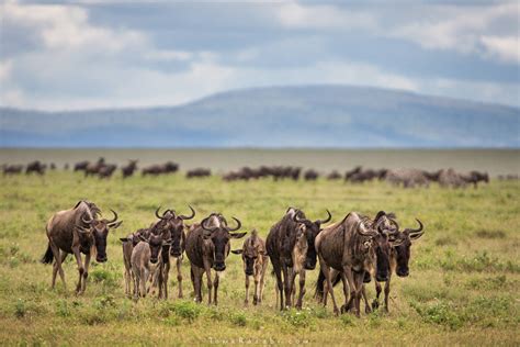 Photographing The Great Migration In Tanzania Petapixel