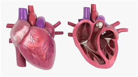 Human Heart Cross Section Anatomy 3d Model All In One Photos Images