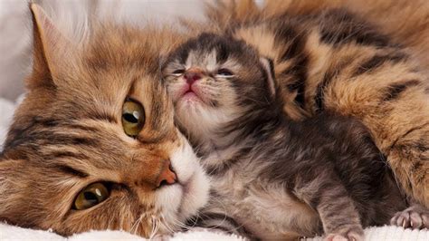 Mom Cat Loves Her Baby Kittens Very Much YouTube