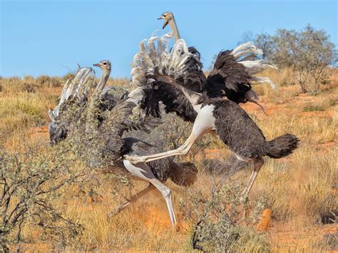 Are Ostriches Dangerous Reasons They Attack How To Avoid Unianimal