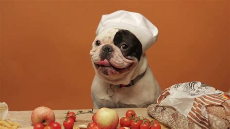 French Bulldog In Chefs Hat Youtube