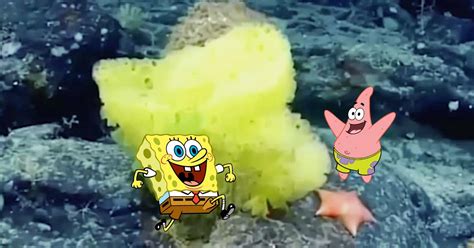 Marine Scientists Spot Real Life Spongebob And Patrick Star In The