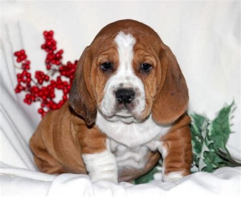They can be seen with both mum & dad who are our family pets. The Best Parrots In The World: Basset Hound Puppies For Sale Craigslist Florida