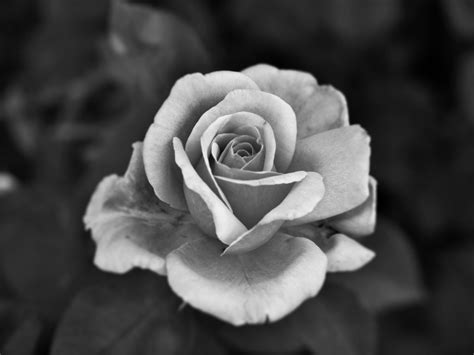 Black And White Rose