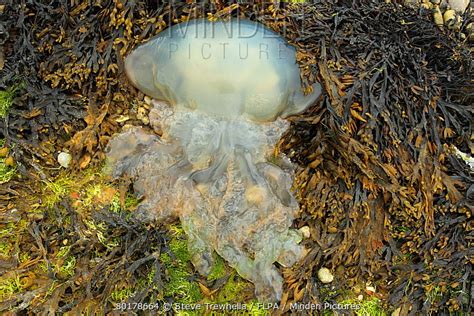 Barrel Jellyfish Stock Photo Minden Pictures