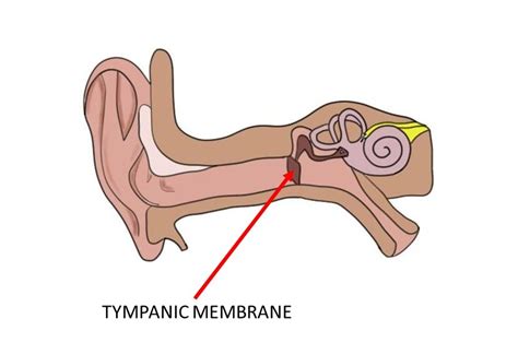 Tympanic Membrane Definition — Neuroscientifically Challenged