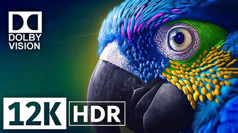 12k Hdr 120fps Dolby Vision With Calming Music Colorfully Dynamic