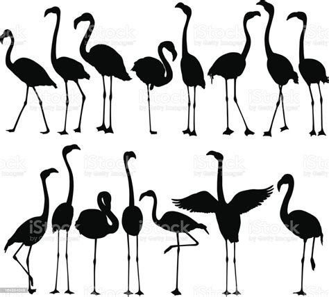Flamingo Silhouettes Stock Illustration Download Image