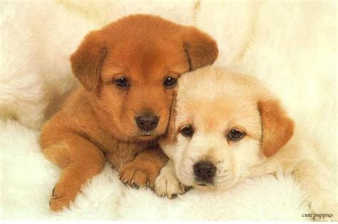 Wonderful And Marvelous Pictures Of Puppy And Dog Nice
