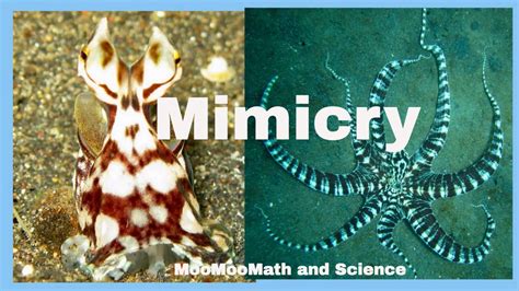Top 106 Mimicry In Animals Examples