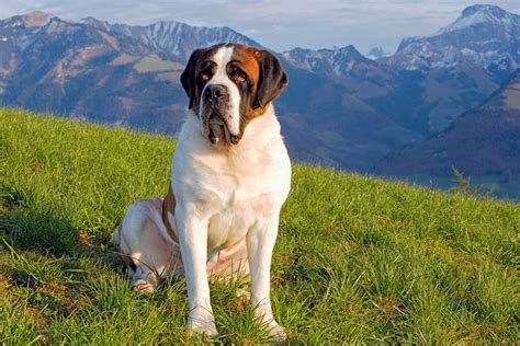 13 Most Popular Dog Breeds In America Page 4 Animal Encyclopedia