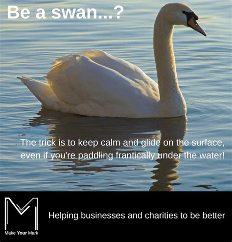 Be A Swan 5 Tips For Keeping A Positive Mindset In Business Make