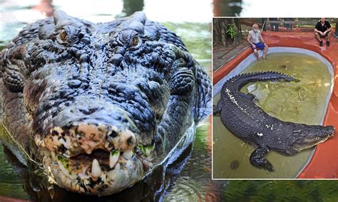 The Worlds Biggest Crocodile Hes 18ft Long Weighs A Tonne And Is