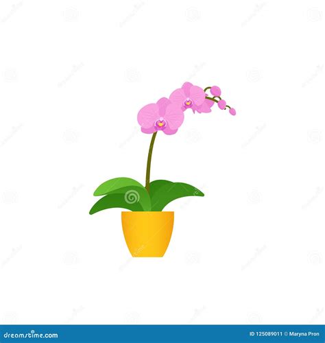 Orchid Potted Flower Plant In Flat Design Vector Illustration Stock