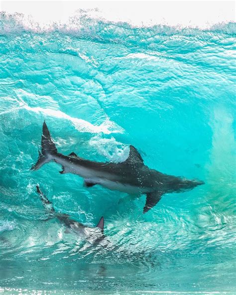 Daredevil Photographer Captures Incredible Pictures Of Sharks In The
