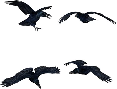 Black Crows Hi Res Flock Clipart Large Size Png Image Pikpng