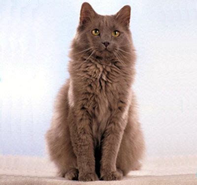 The york chocolate was officially accepted as a championship breed by cat fanciers federation in march of 1991 (championship status in1992), by the international progressive cat breeders alliance. The York Chocolate or York, is an uncommon and relatively ...