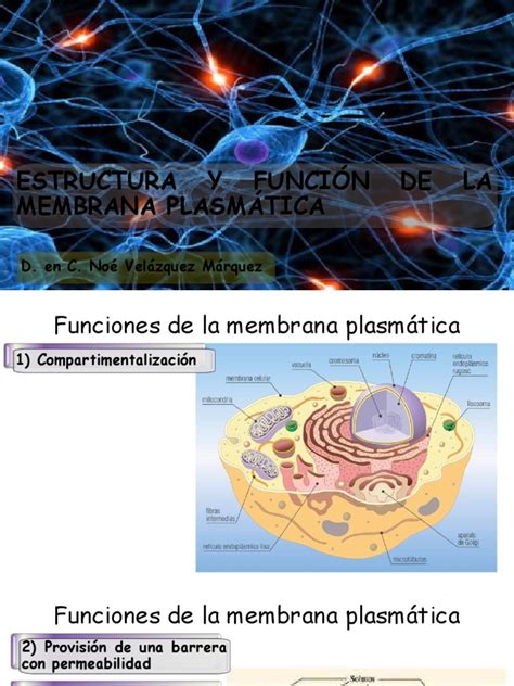 Estructura Y Función De La Membrana Plasmática