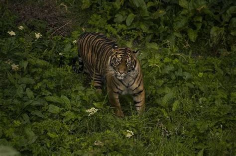 Fun Sumatran Tiger Facts For Kids Kidadl
