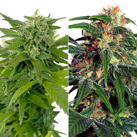 Buy autoflowering weed seeds here and get the perfect autoflower grow. AUTOFLOWER COMBO PACK - Canada Seed Bank