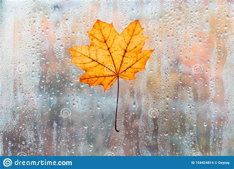 Autumn Leaves For Rainy Glass Concept Of Fall Season Orange Maple