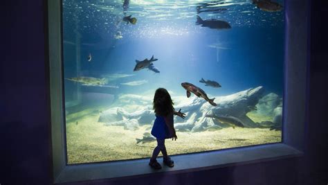 Odysea Aquarium In Scottsdale 8 Tips Things To Know Before You Take Kids