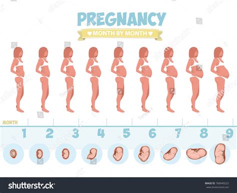 Pregnant Beautiful Woman Vector Infographics Female เวกเตอร์สต็อก