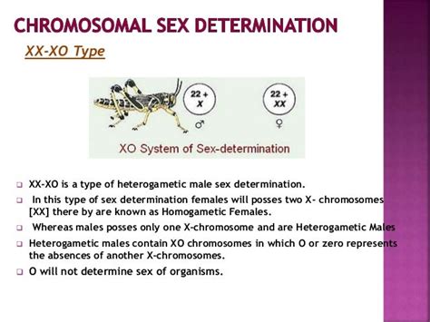 xx xo sex determination