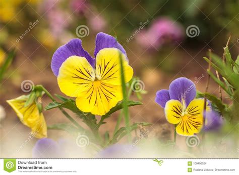 Violet Pansy Flower Close Up Of Viola Tricolor In The Spring Or Summer