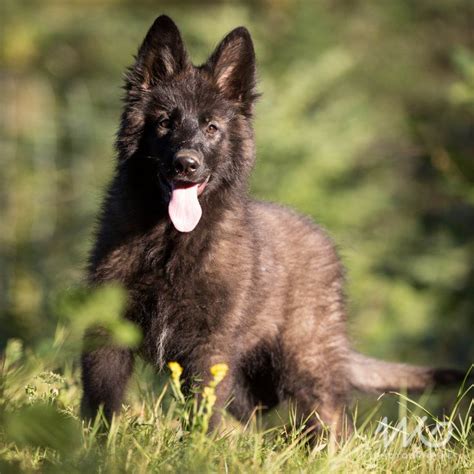 Wir wuerden uns immer wieder fuer so einen mix entscheiden. Caly | Altdeutsche Schaferhunde | Chiot trop mignon ...