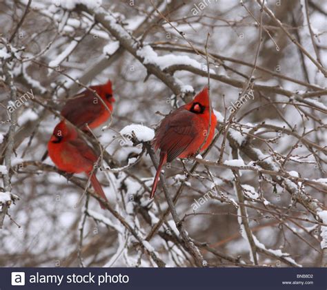 Male Cardinal Snowy Tree Red Bird Winter Snow Cold Flock