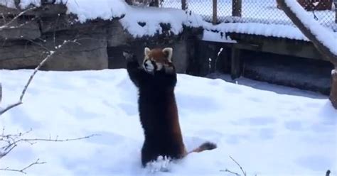 Red Pandas Look Adorable Playing In Snow